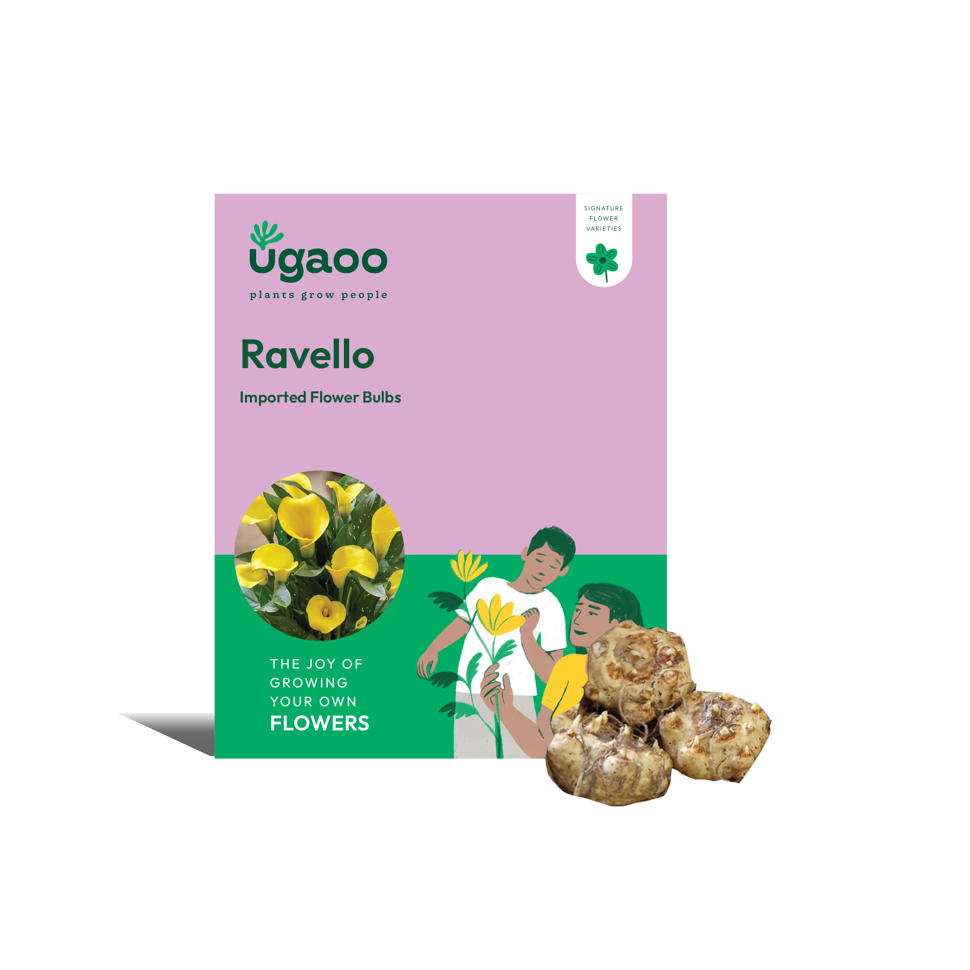 Calla Lily - Captain Ravello Bulbs – Ugaoo