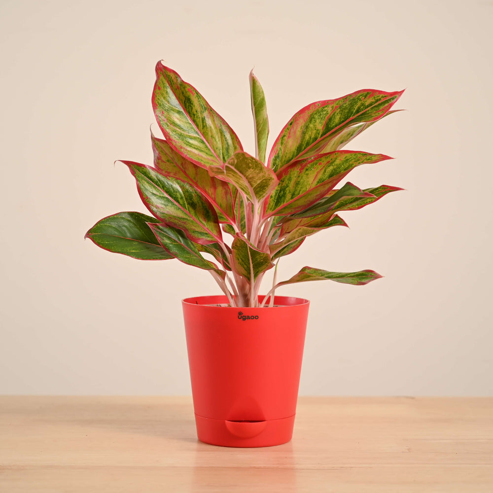 aglaonema tivoli Aglaonema Red Plant
