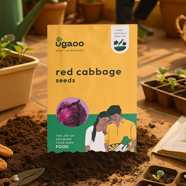Red Cabbage Seeds