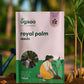 Royal Palm Seeds - 100 g