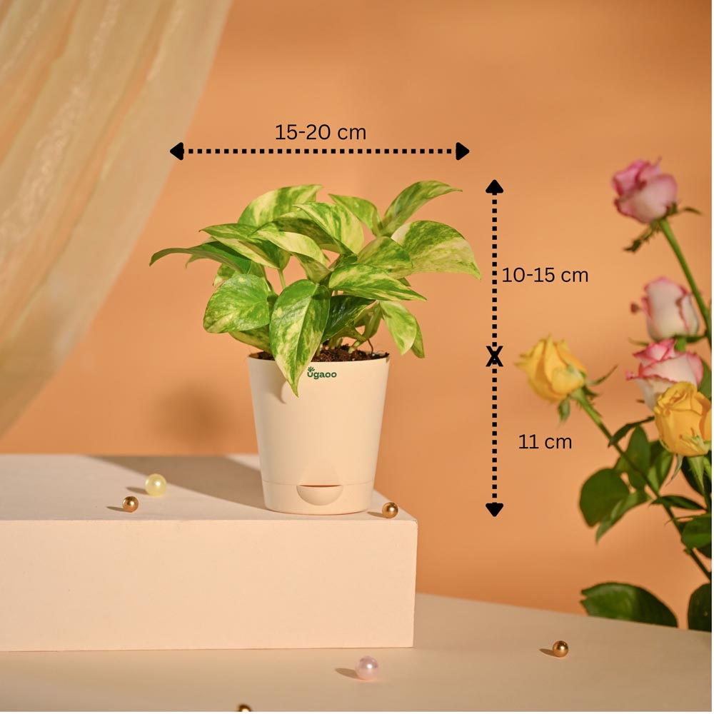 Money Plant Festive New Year Employee Gifting Hamper