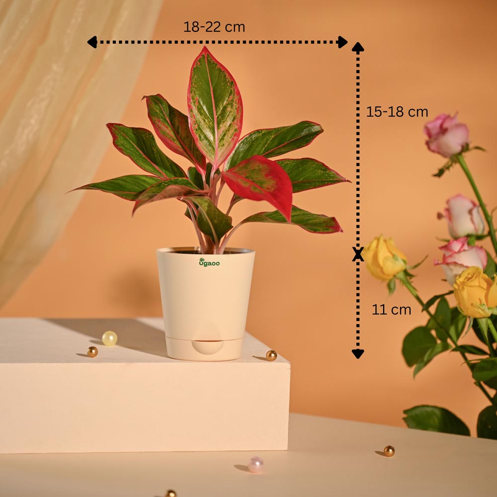 Aglaonema New Year Corporate Gifting Hamper