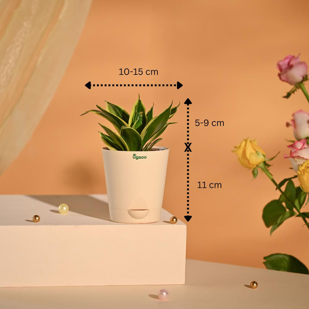 Snake Plant Premium Executive New Year Hamper