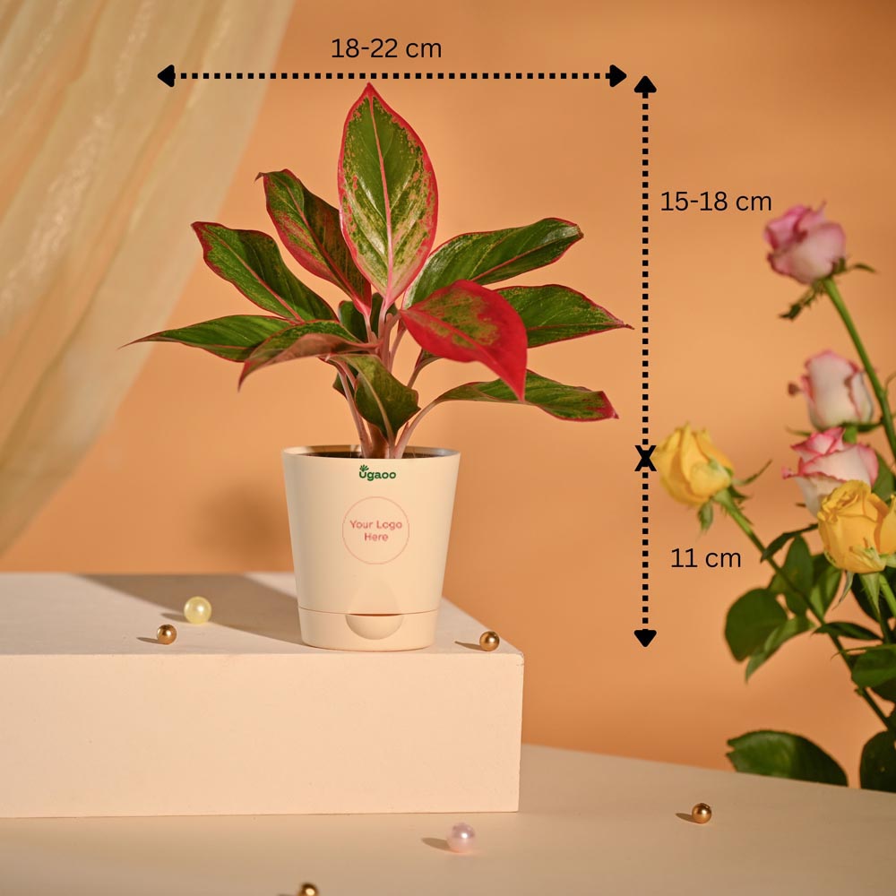 Aglaonema New Year Corporate Gifting Hamper