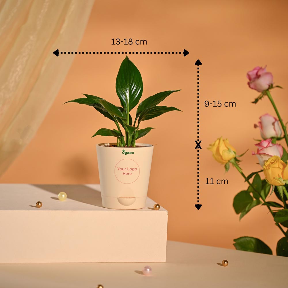 Peace Lily Luxury New Year Corporate Hamper