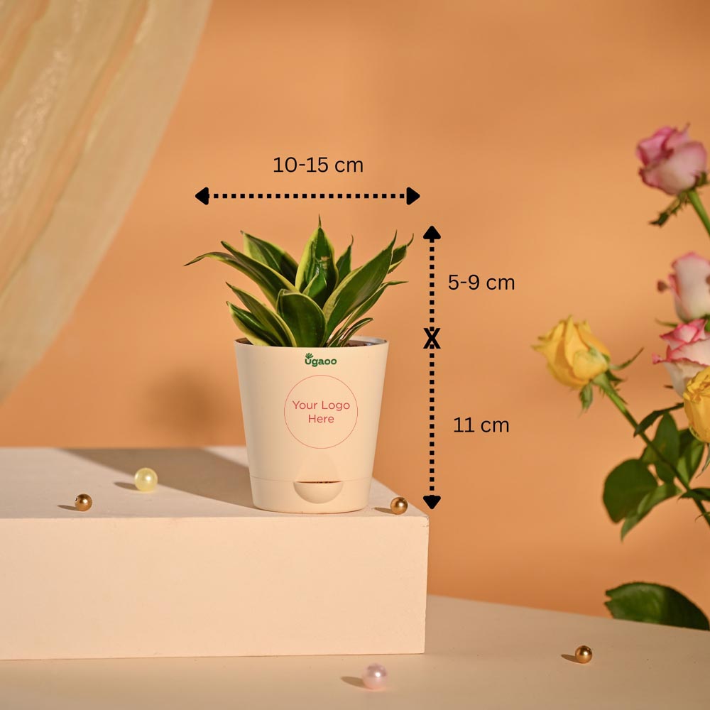 Snake Plant Premium Executive New Year Hamper