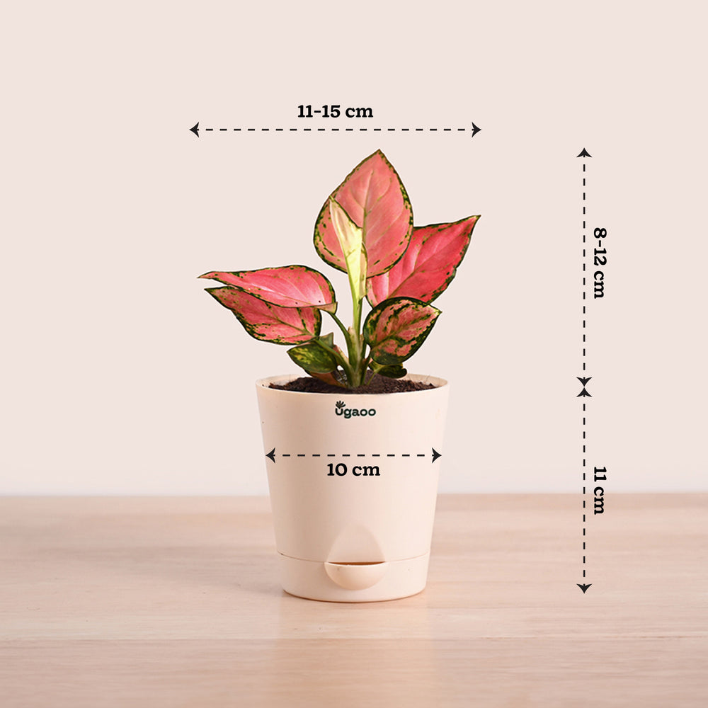 Aglaonema Pink Beauty Plant with Self-Watering Pot