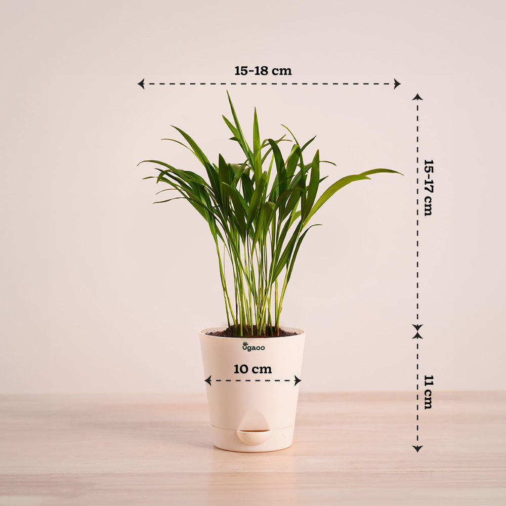 pot size for areca palm Areca Palm Plant with Self Watering Pot – Ugaoo