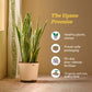 Sansevieria Laurentii Plant - XL