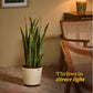 Sansevieria Laurentii Plant - XL