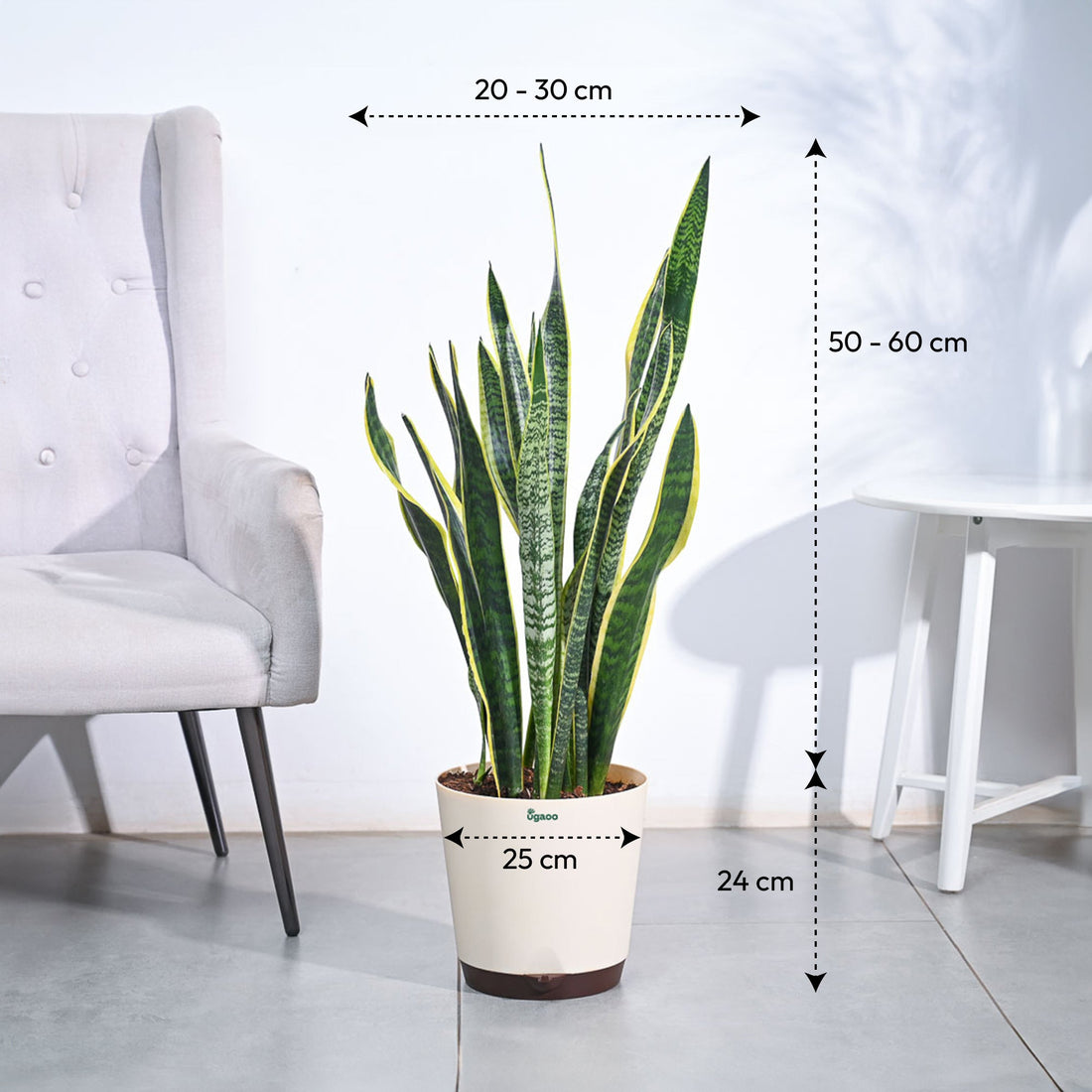 Sansevieria Laurentii Plant - XL