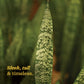 Sansevieria Zeylanica - XL