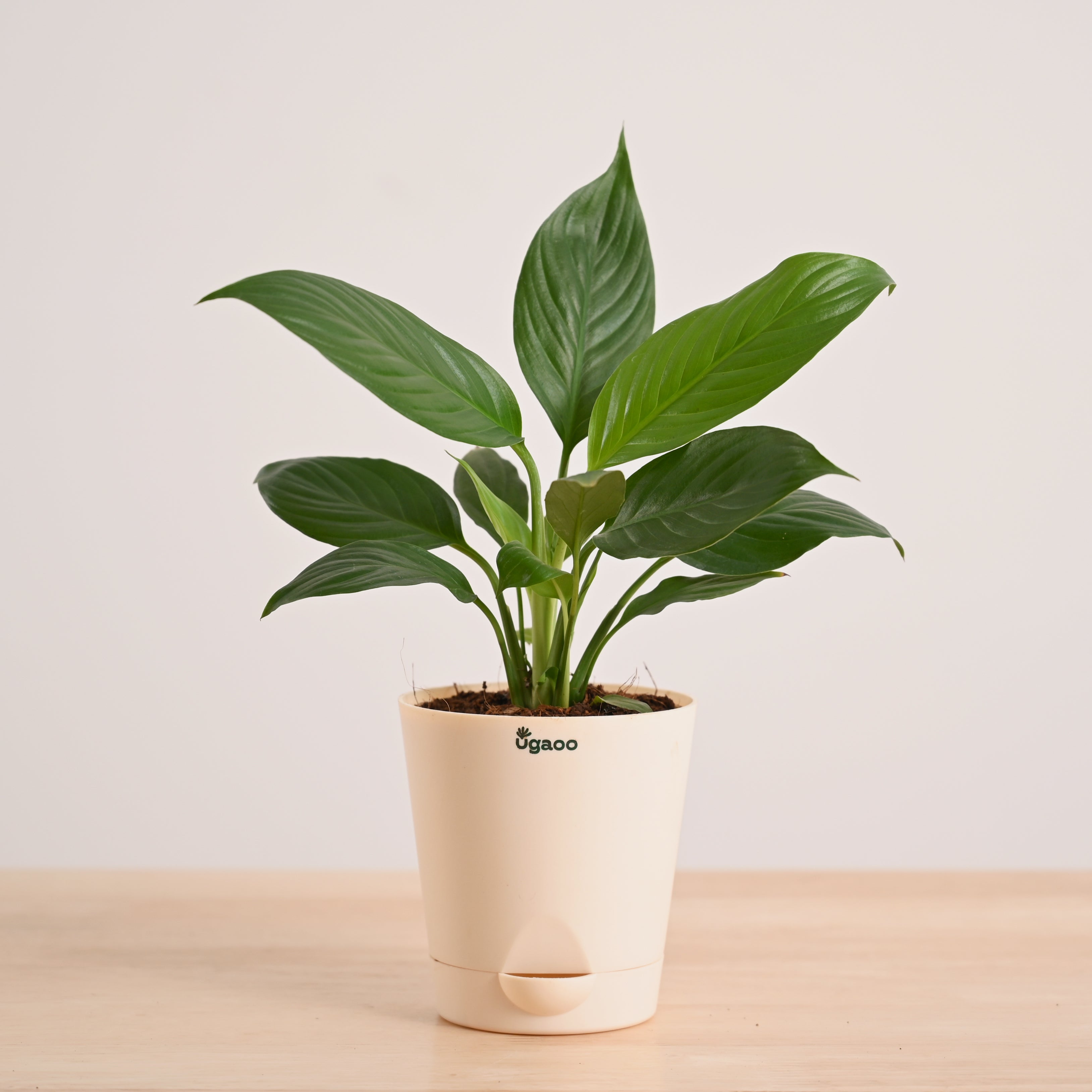 Peace Lily Plant | Corporate Branding Edition