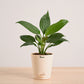 Peace Lily Plant | Corporate Branding Edition