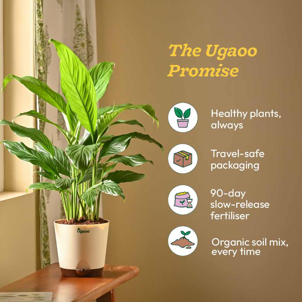 Peace Lily Large (Spathiphyllum Sensation)