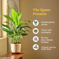Peace Lily Large (Spathiphyllum Sensation)
