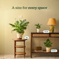 Peace Lily Large (Spathiphyllum Sensation)