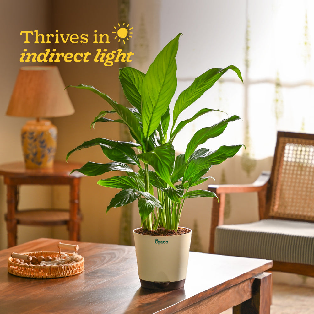 Peace Lily Large (Spathiphyllum Sensation)