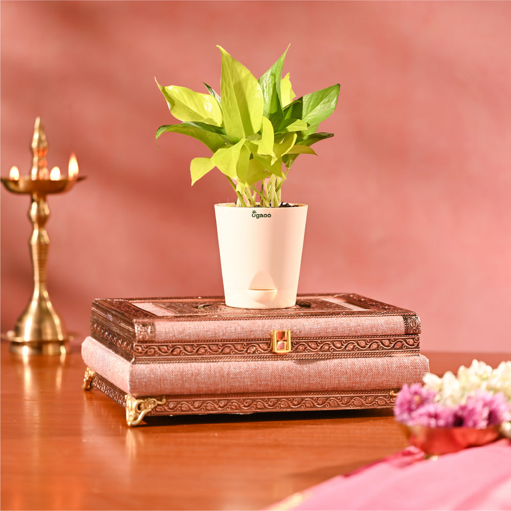 Shubh Shagun: Shobha