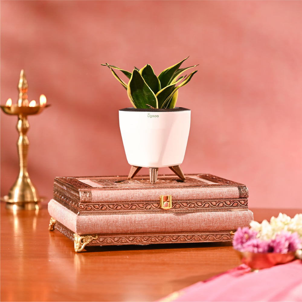 Shubh Shagun: Umang
