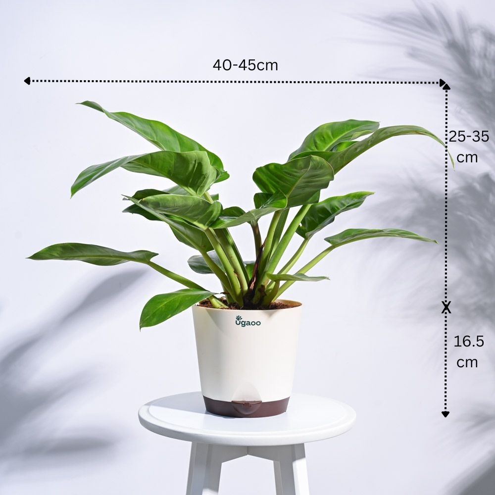 urban jungle philodendron Urban Jungle Indoor Plant Bundle – Ugaoo
