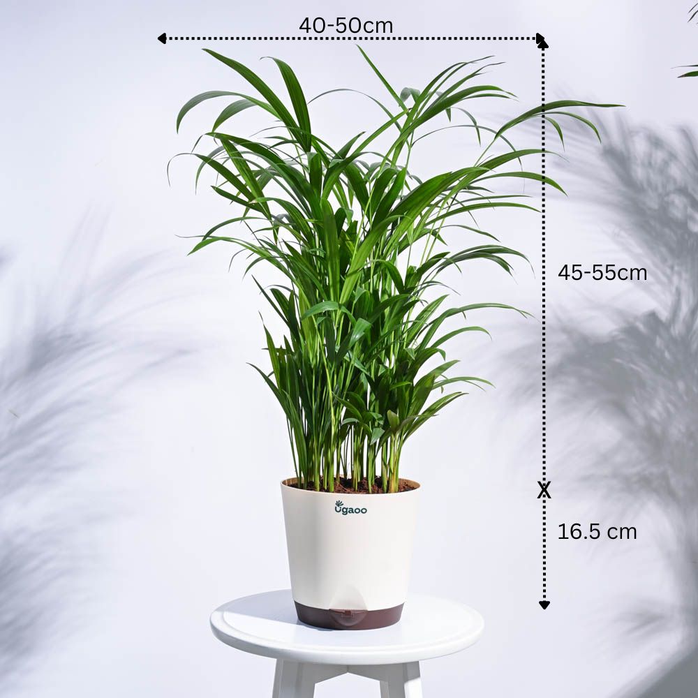 urban jungle dracaena Urban Jungle Indoor Plant Bundle – Ugaoo