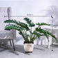 Philodendron Pluto Green XL