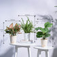 Indoor Jungle Indoor Plant Bundle