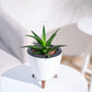 Aloe Vera Mini Plant
