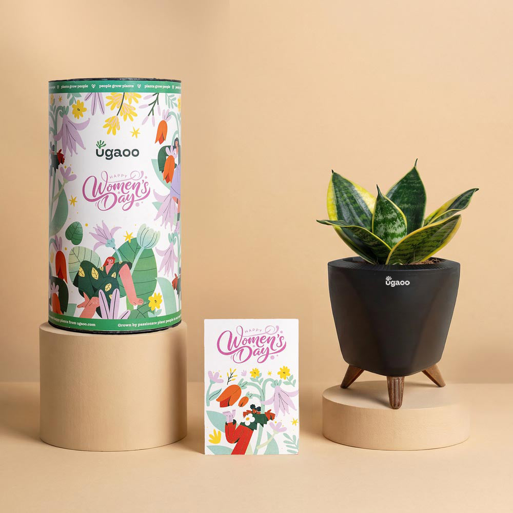 Eco Women’s Day Corporate Plant Gift - Snake Plant