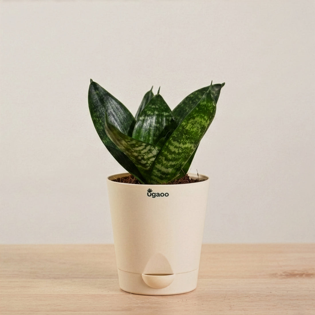 Snake Plant | Corporate Branding Edition