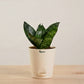 Snake Plant | Corporate Branding Edition