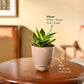 Snake Plant - Golden