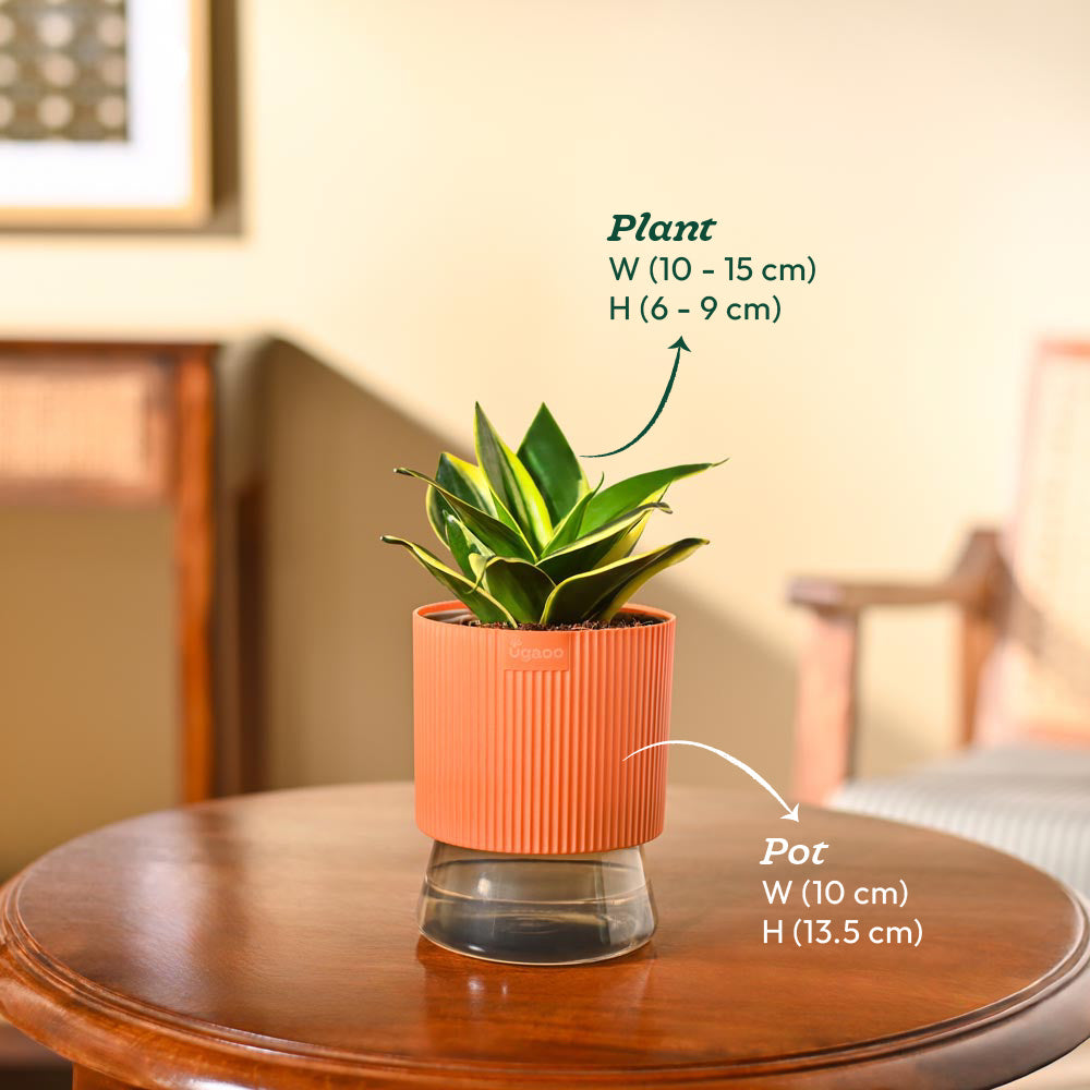 Snake Plant - Golden