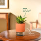 Snake Plant - Golden