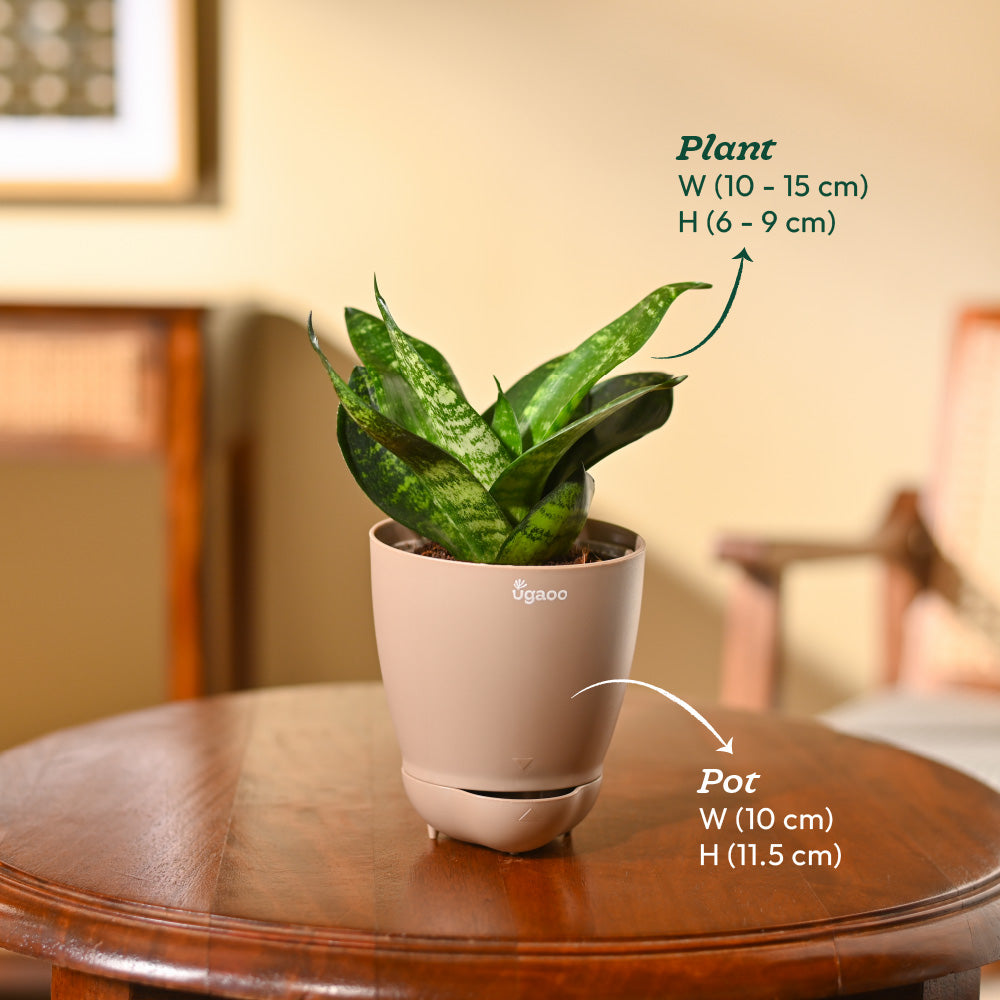 Snake Plant - Green