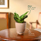 Snake Plant - Green