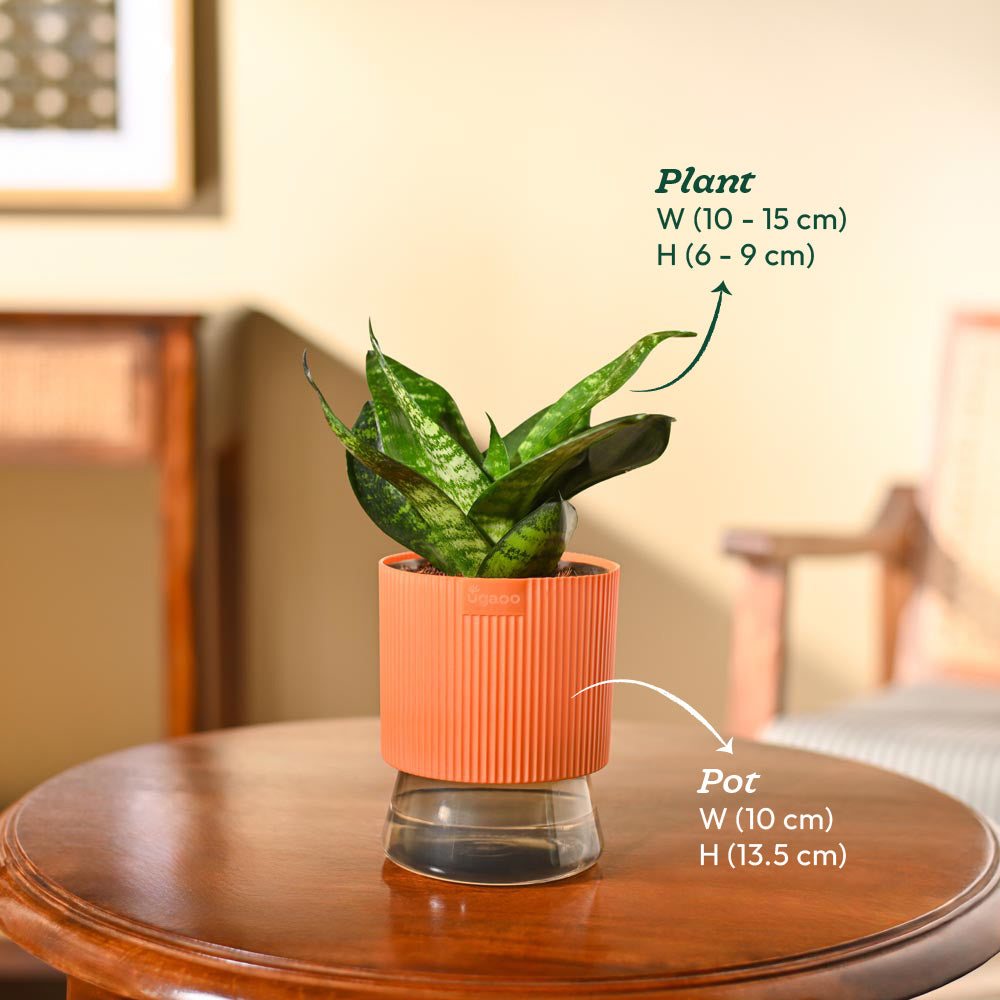 Snake Plant - Green