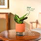 Snake Plant - Green