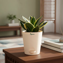 Snake Plant - Golden Hahnii