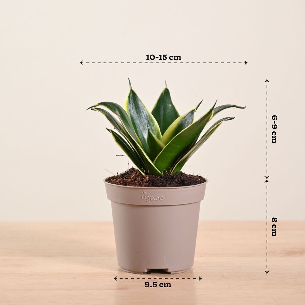 cost of snake plant Snake Plant (Golden)