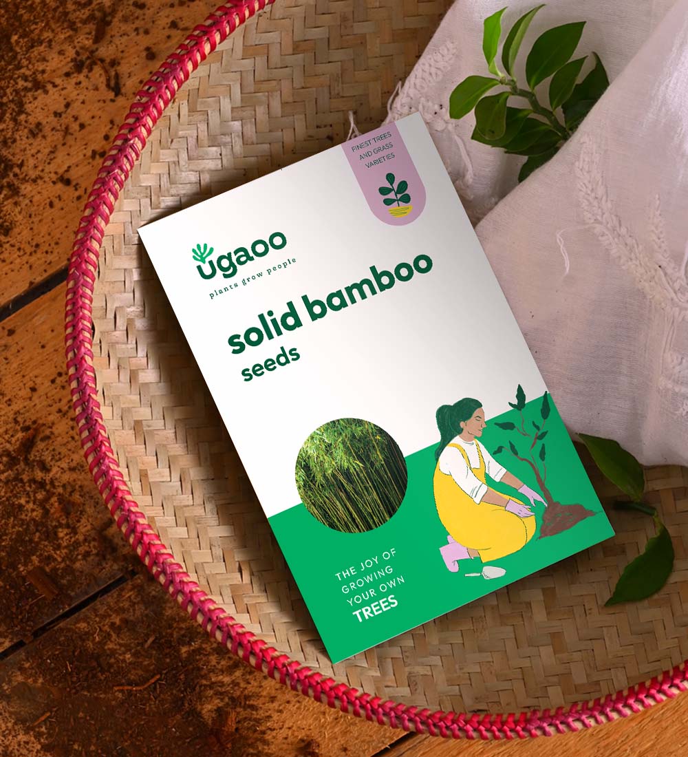 bamboo plant seeds for sale Solid Bamboo Seeds (Dendrocalamus Strictus)