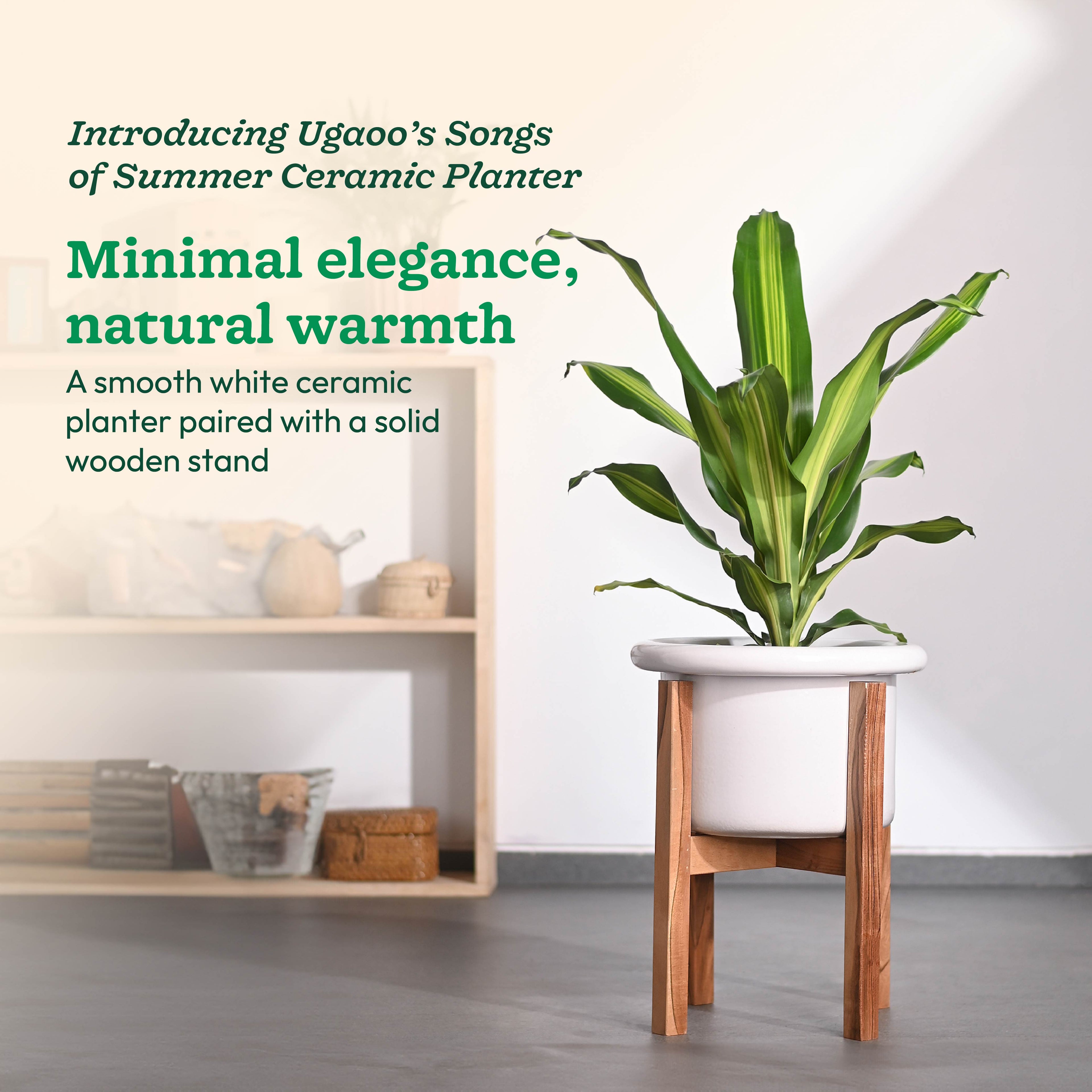 Songs of Summer Ceramic Planter