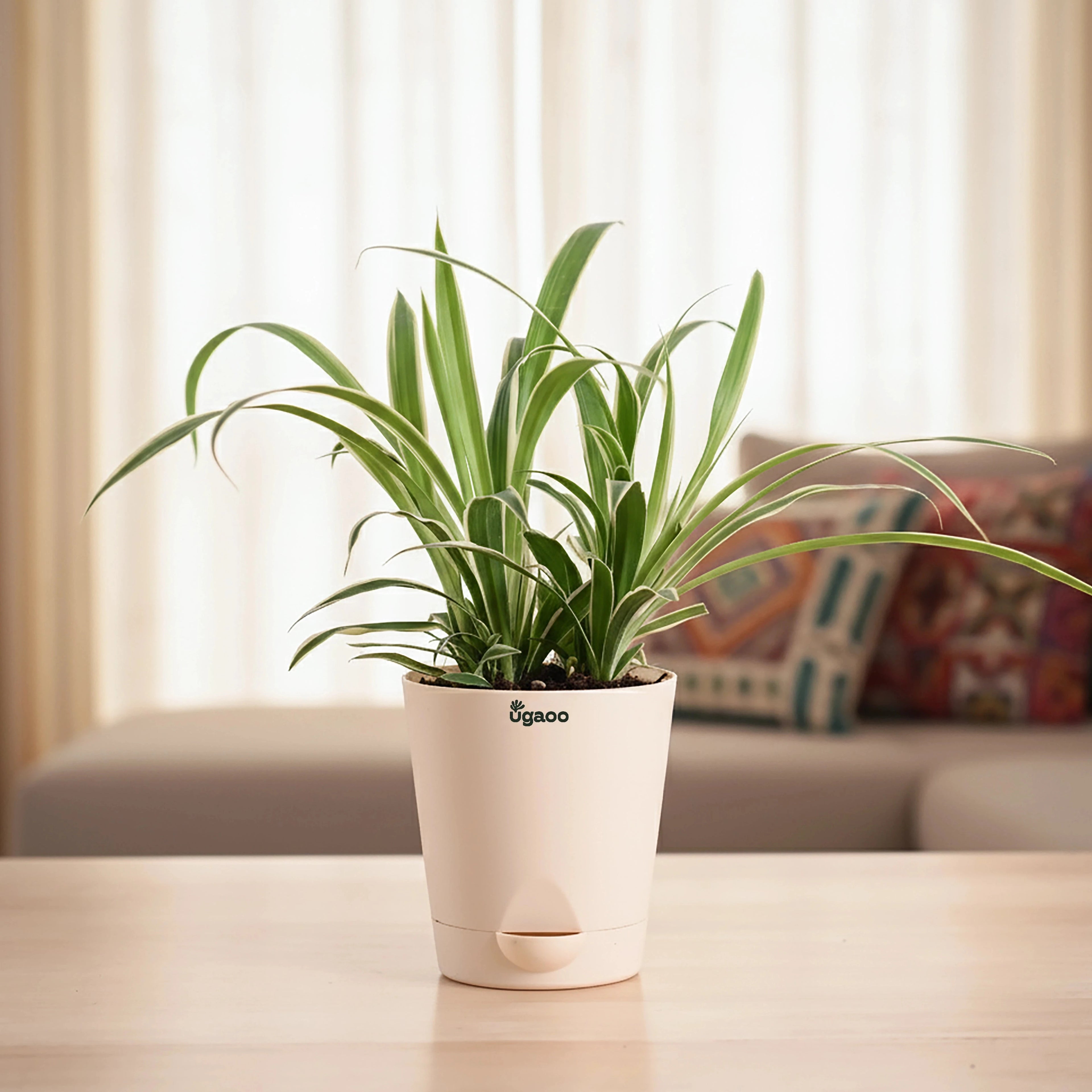 Chlorophytum Spider Plant