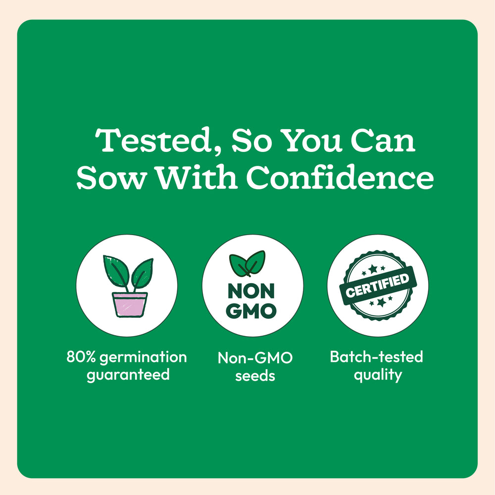 NUVSO336,NUVSO337,NUVSO338,NUVSO339