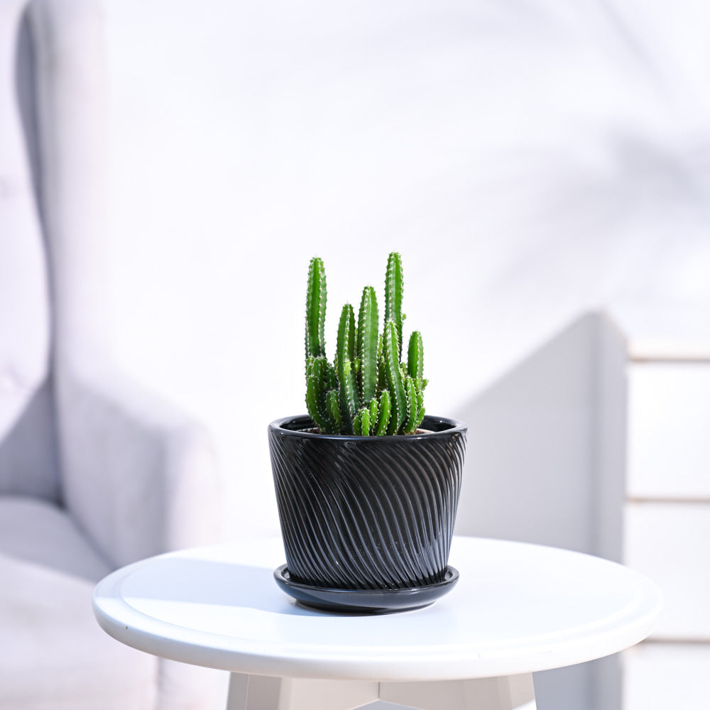 Cactus_Plant__Elongated_NUPL0186SBK_Black