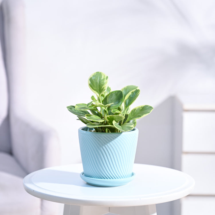 Peperomia_Variegated_Plant_NUPL0057SCB_Cadet_Blue