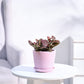 Fittonia_Pink_Plant_NUPL0299SPK_Pink