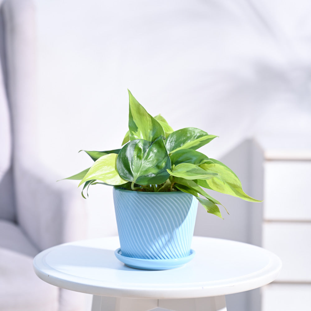 Philodendron_Brasil_Plant_NUPL0457SSB_Sky_Blue