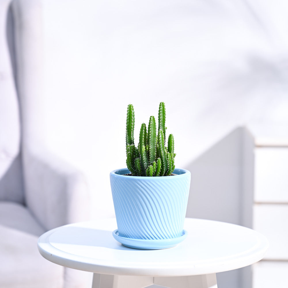Cactus_Plant__Elongated_NUPL0186SSB_Sky_Blue